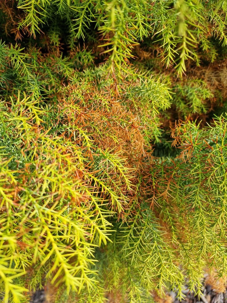 Грустный "поджаренный" бочок 'Elegans Viridis' на солнечной стороне.