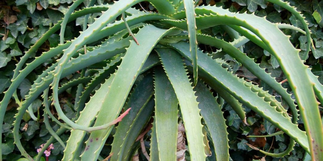 Живой гель, который лечит: как алоэ спасает кожу, желудок и нервы