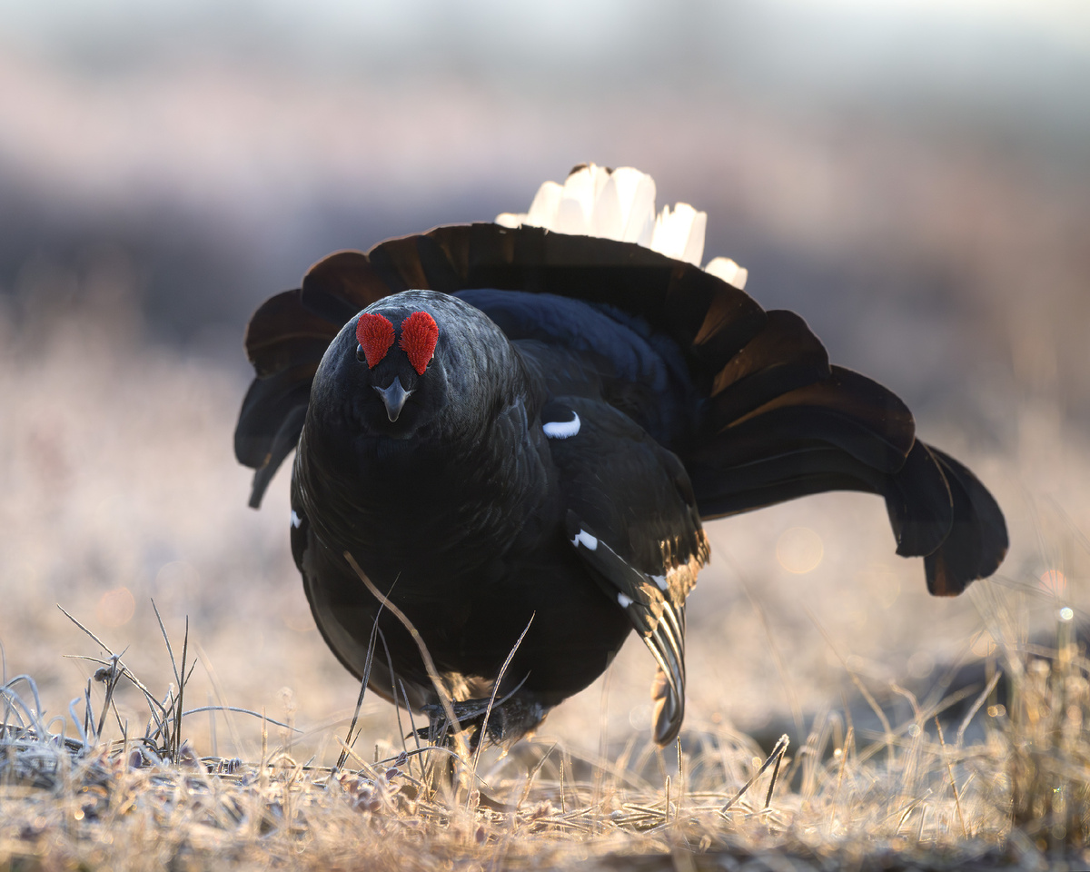 Тетерев-косач собственной персоной