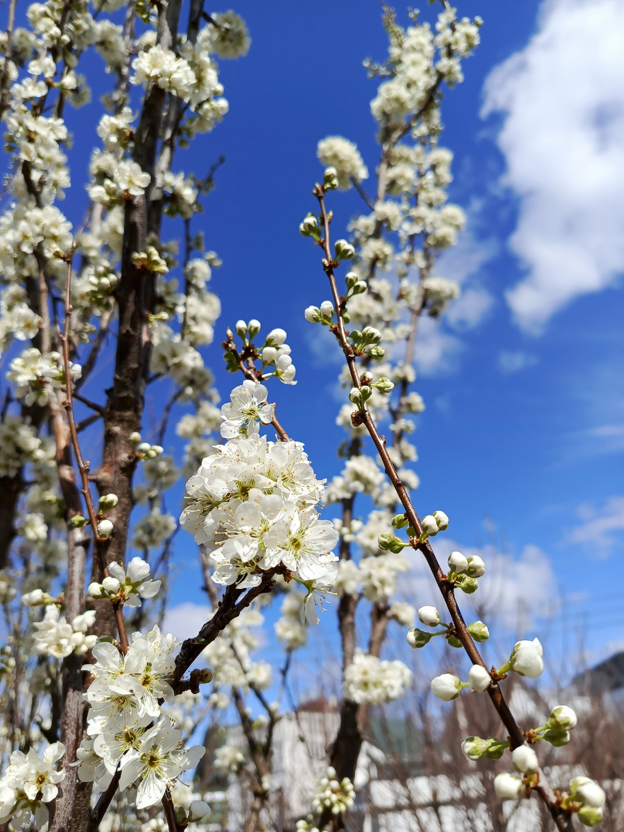 Фото автора. Весна 2025
