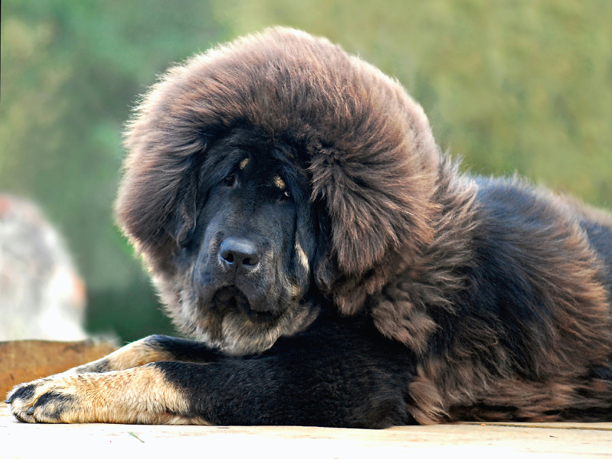 Фотография: mastino, CC BY-NC-ND 2.0