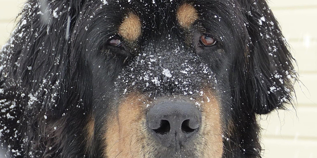 Тибетский мастиф — собака не для всех: 8 серьёзных «но» для будущего хозяина