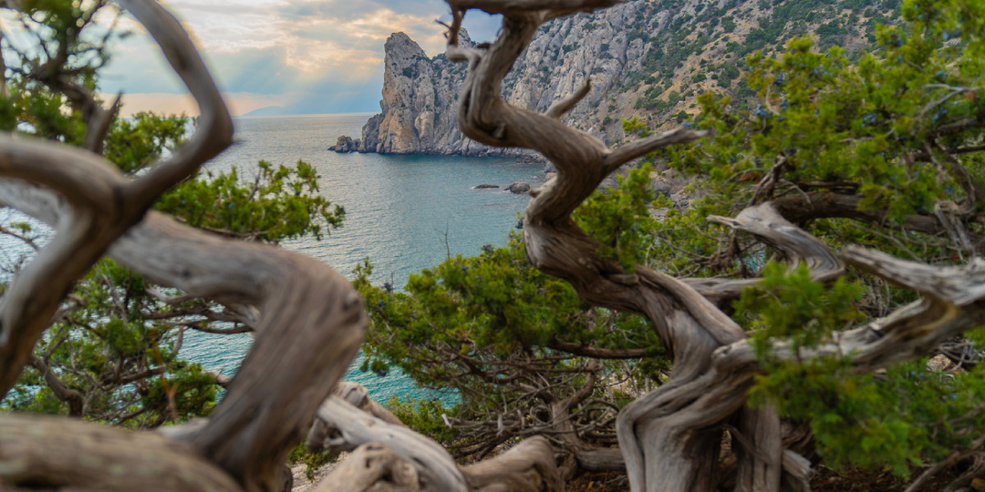 Можжевеловая Роща в Новом Свете, Крым. Чем полезна для здоровья. И почему вам точно нужно здесь побывать!