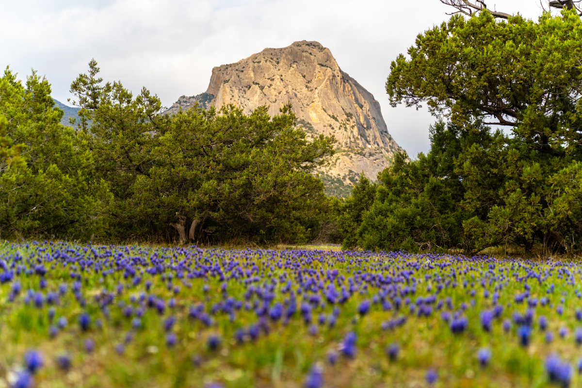 Поляна Мускариков в Новом Свете, Крым