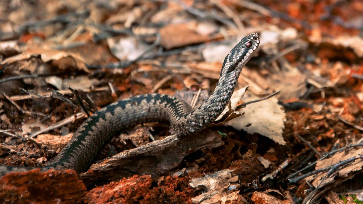 Фото: пресс-служба Госкомитета РТ по биоресурсам