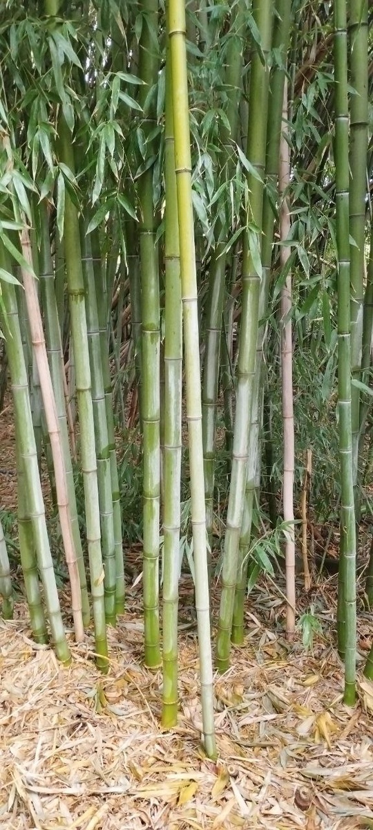 Бамбуковая роща