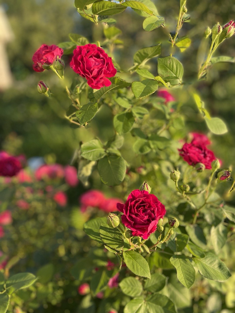 Вильям Шекспир начало цветения