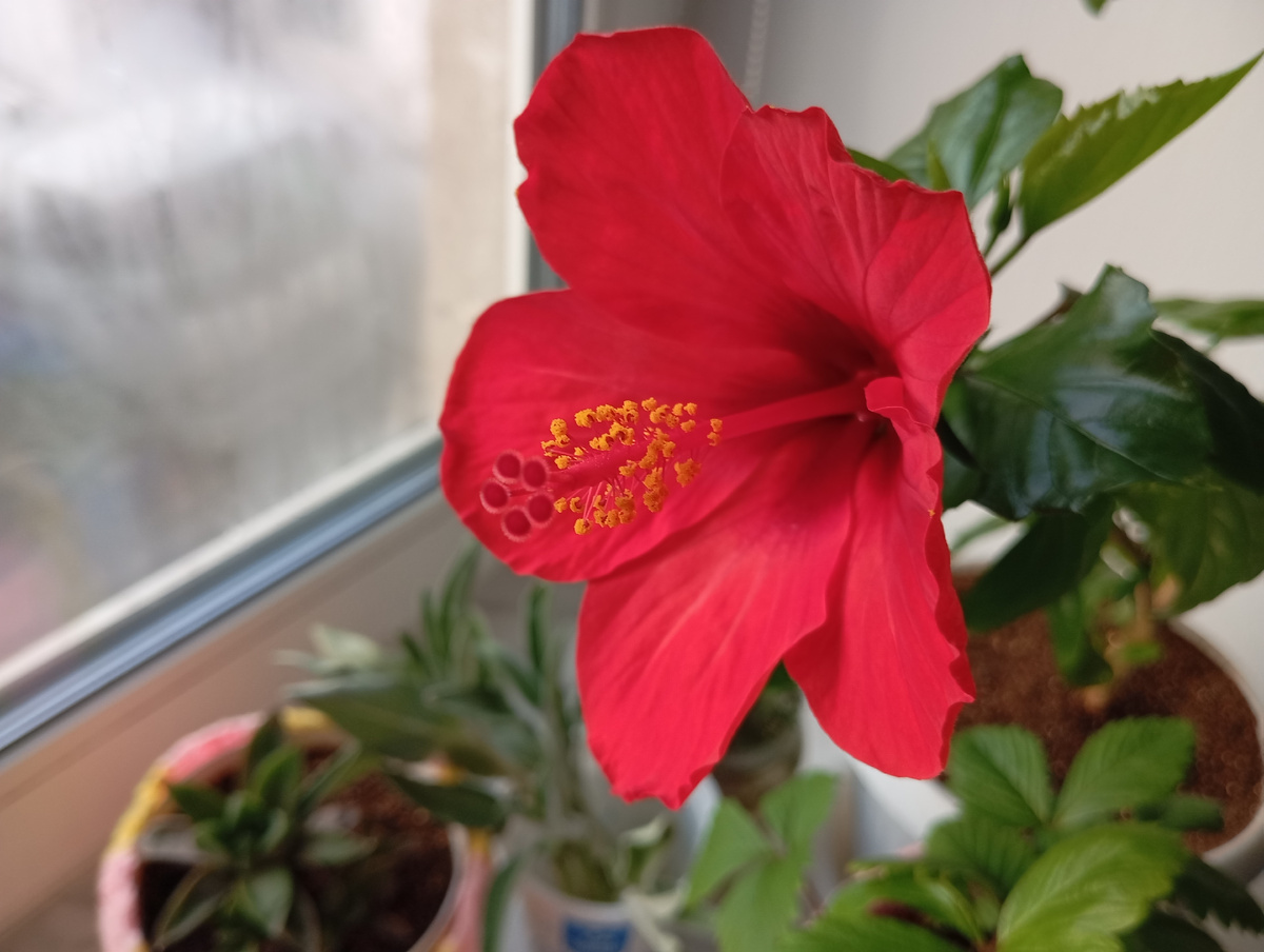 Фото моего гибискуса