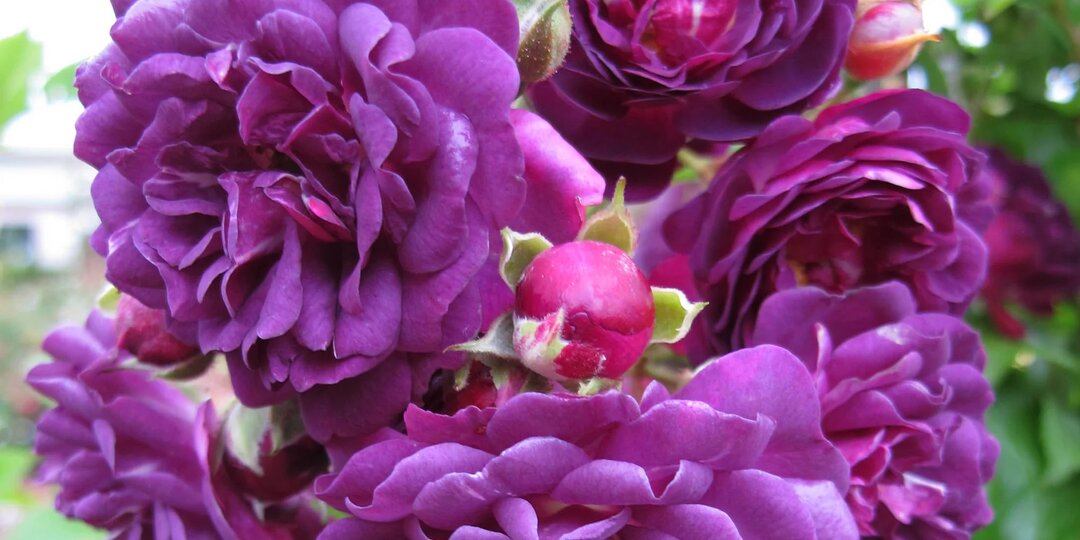 Как хранить розы до посадки и не погубить саженцы раньше времени