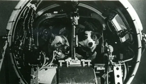 https://commons.m.wikimedia.org/wiki/File:Belka_and_Strelka_at_working.jpg