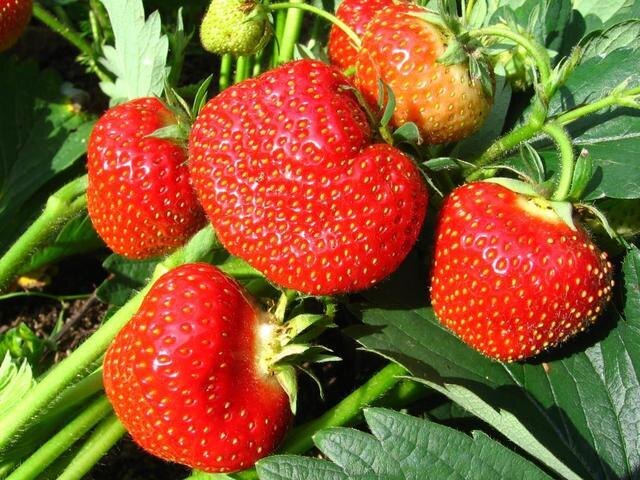 Клубника Фестивальная