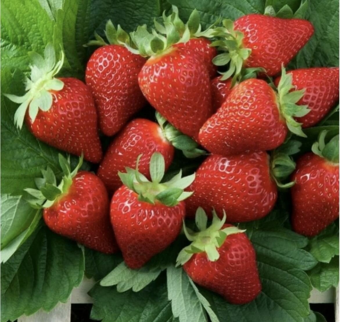 Клубника Мурано