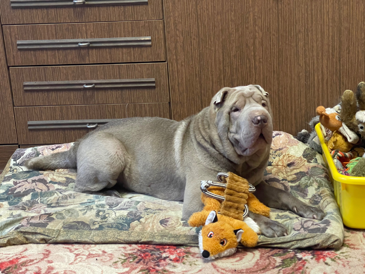 Тагри — первый породистый пёс, который у меня был. Тагри на любимом лежаке. Фото: Михаил Лайф Влог