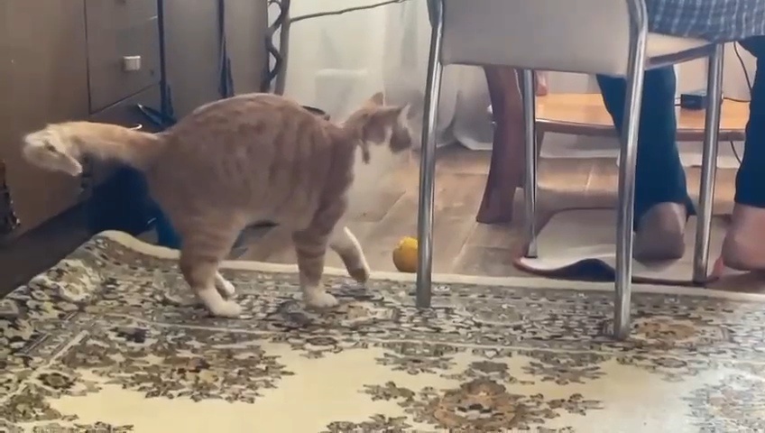 Временное пристанище котика