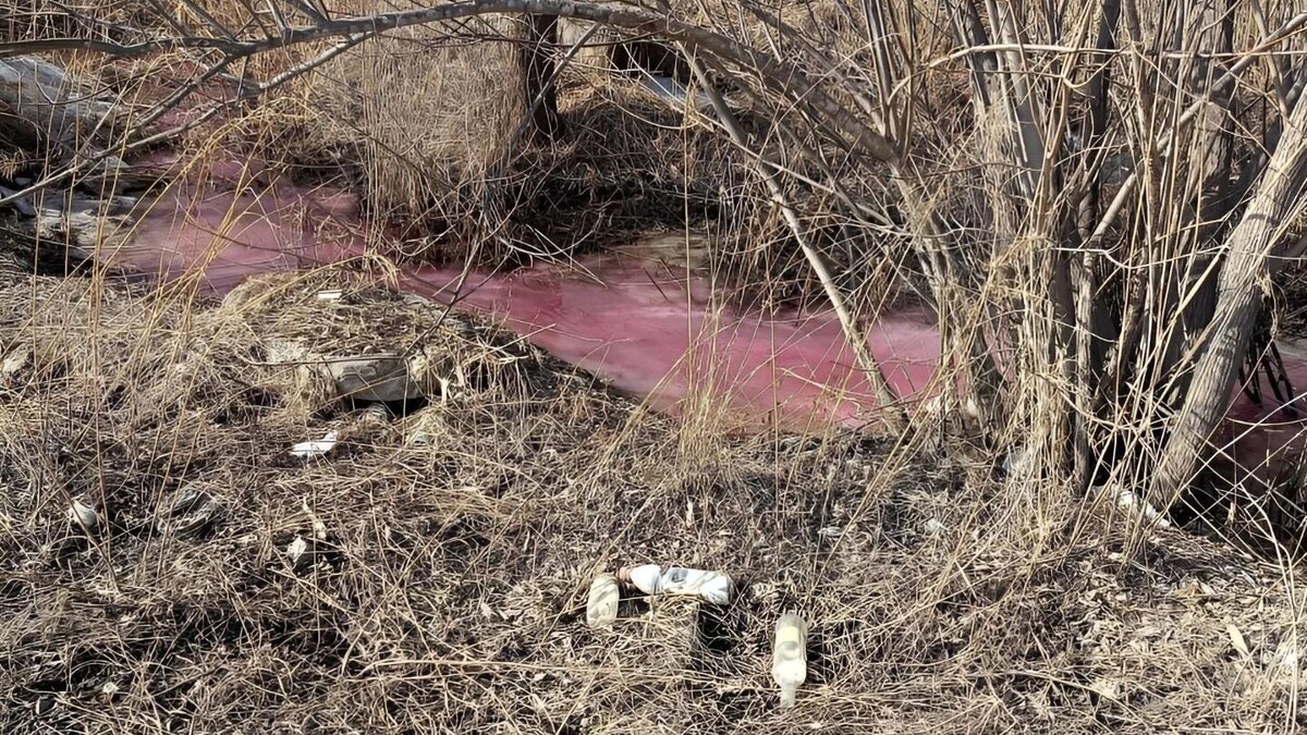     Источник: Пресс-служба Хабаровского краевого отделения Всероссийского общества охраны природы