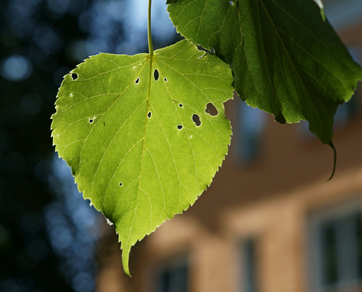 Весне дорогу! Все фото авторские. 