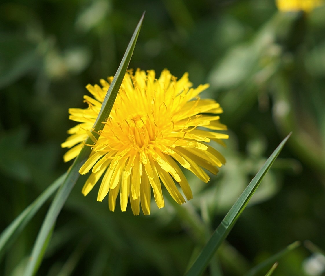 Скоро на всех газонах=) Все фото авторские. 