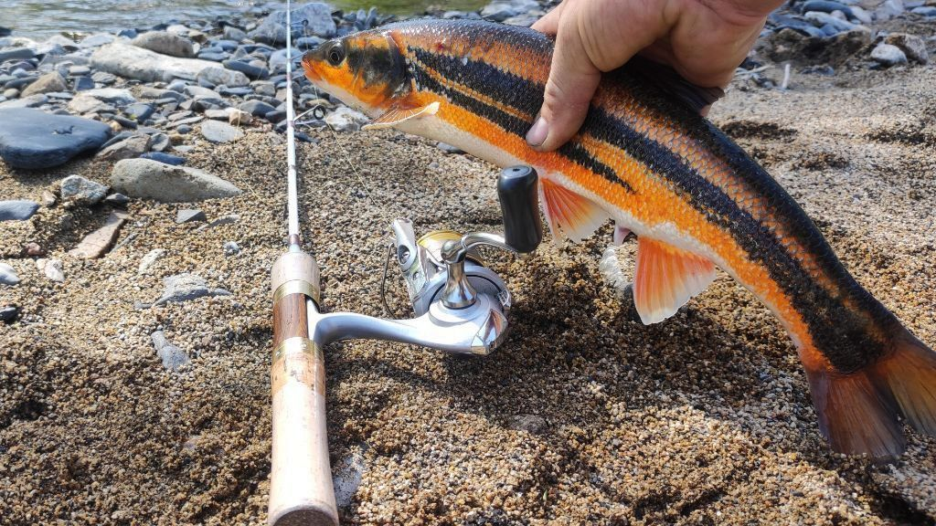 Угай в брачном наряде