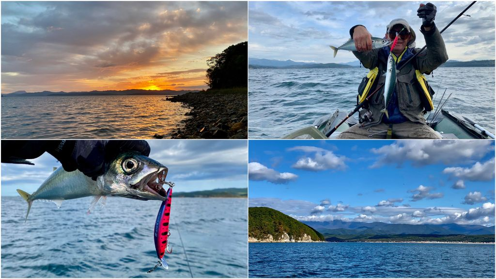 За скумбрией