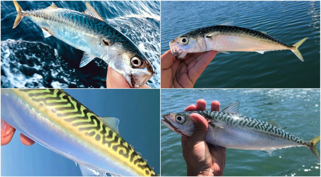 За скумбрией