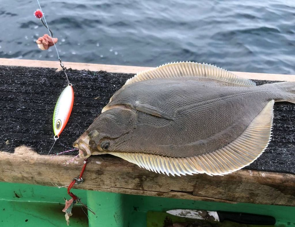 За камбалой