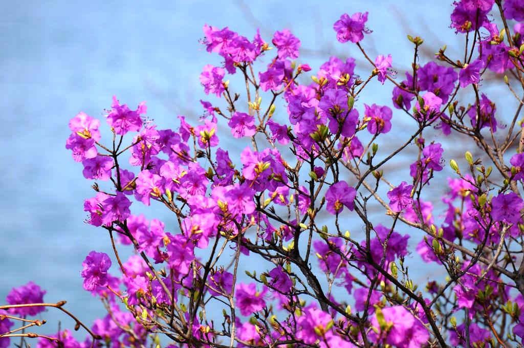 На горной речке