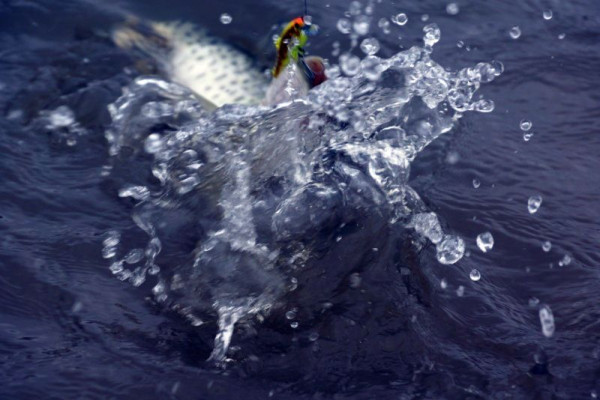 Осенняя щука