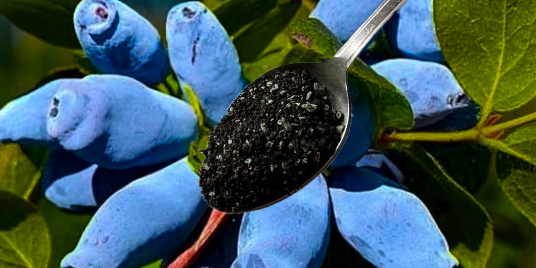 Ягод жимолости собираю по 1 ведру с куста. Подкормка для сладкой и вкусной ягоды. Увеличиваем урожайность с помощью фосфорных