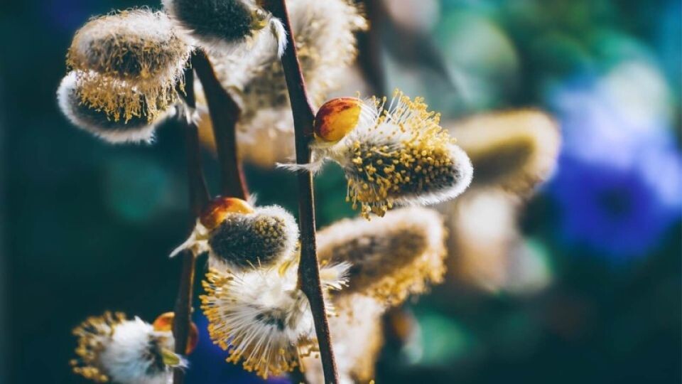    Верба. Источник: Pixabay