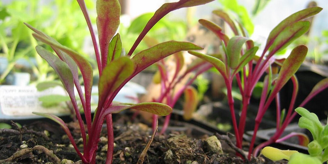Грядка без скандалов: кто помогает свёкле расти, а кто мешает