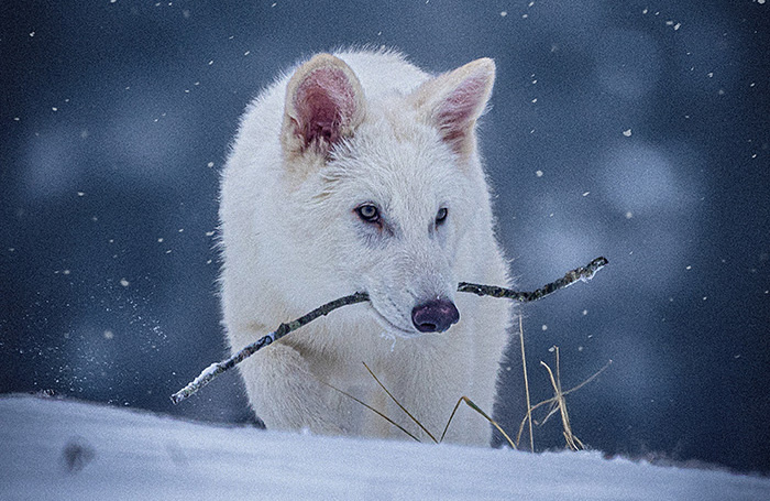     Colossal Biosciences/REUTERS