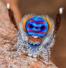 Австралийский паук-павлин относятся к крупнейшему семейству скакунчиков, насчитывающему более 5000 видов. Пауки из этого семейства обычно небольшие или даже мелкие, они ведут бродячий образ жизни. Название свое они получили за способность совершать очень длинные (по сравнению с размером тела) прыжки. Самцы обычно немного меньше самок и более ярко окрашены. Кроме того, у этих пауков восемь глаз, передняя пара которых сильно увеличена, что создает довольно узнаваемое «лицо». Зрение у них отменное, одно из лучших среди членистоногих.