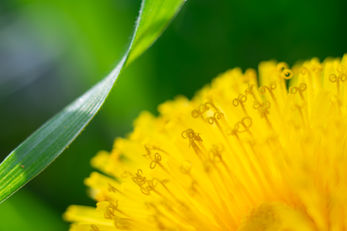 Одуванчик. макросъемка