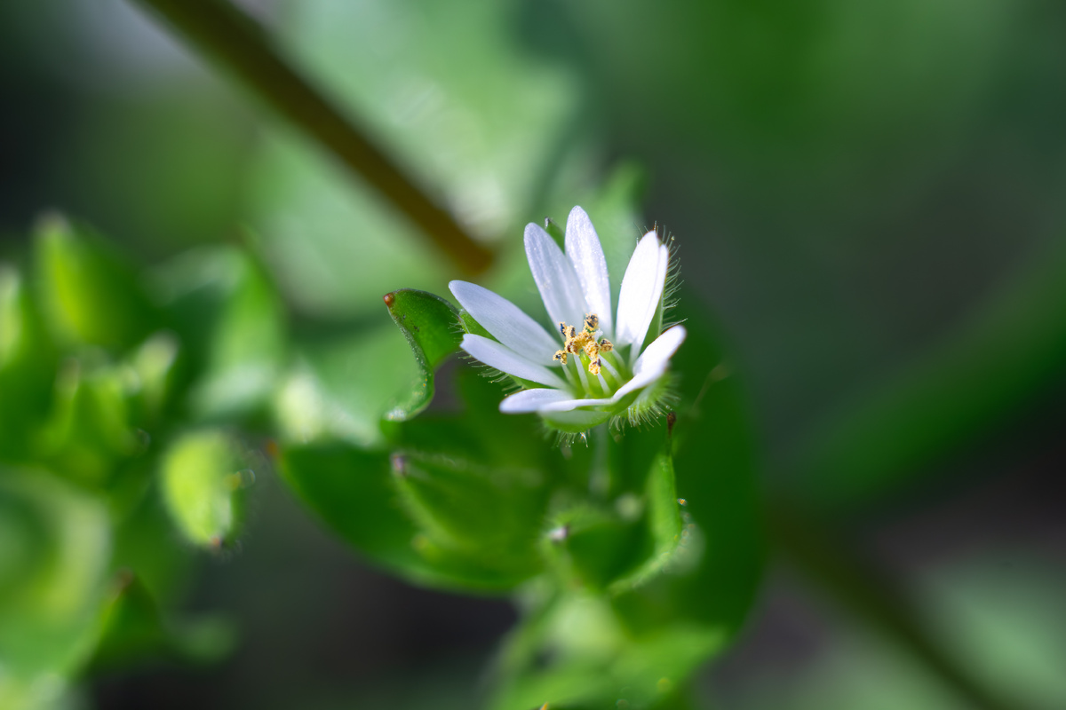 Цветок мокреца