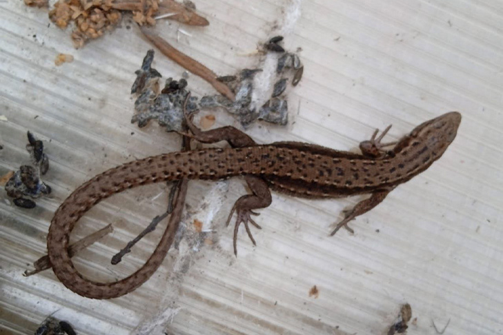    Фото Алексея Яновского