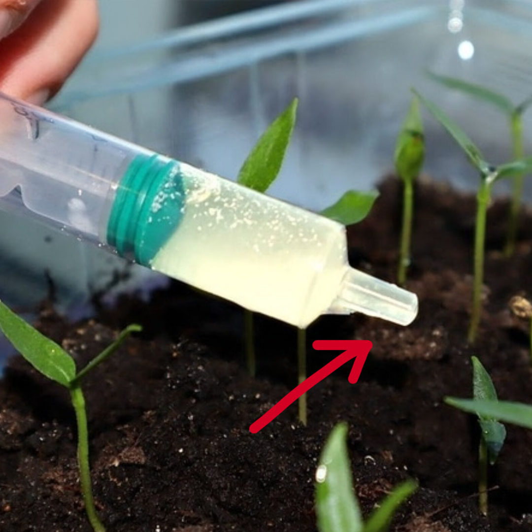 А вы не забываете подкормить рассаду?