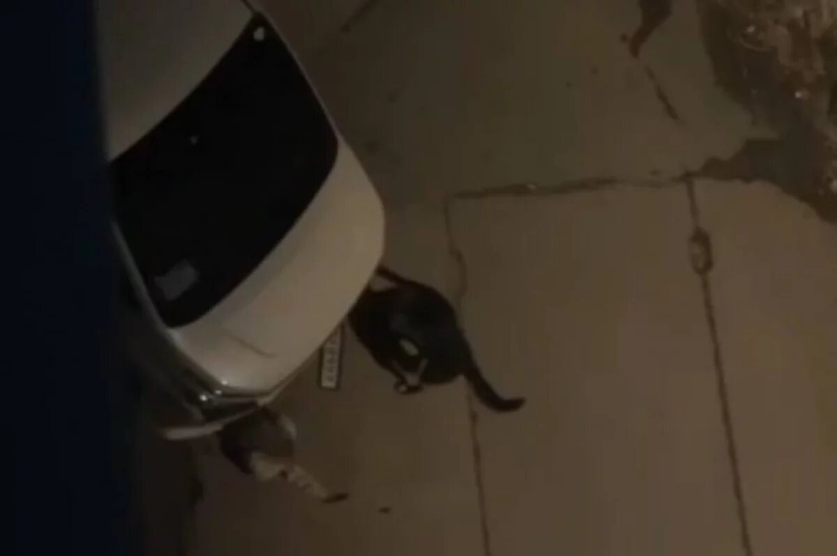    Местные поначалу не понимали, что не так с автомобилями и чем они привлекают собак