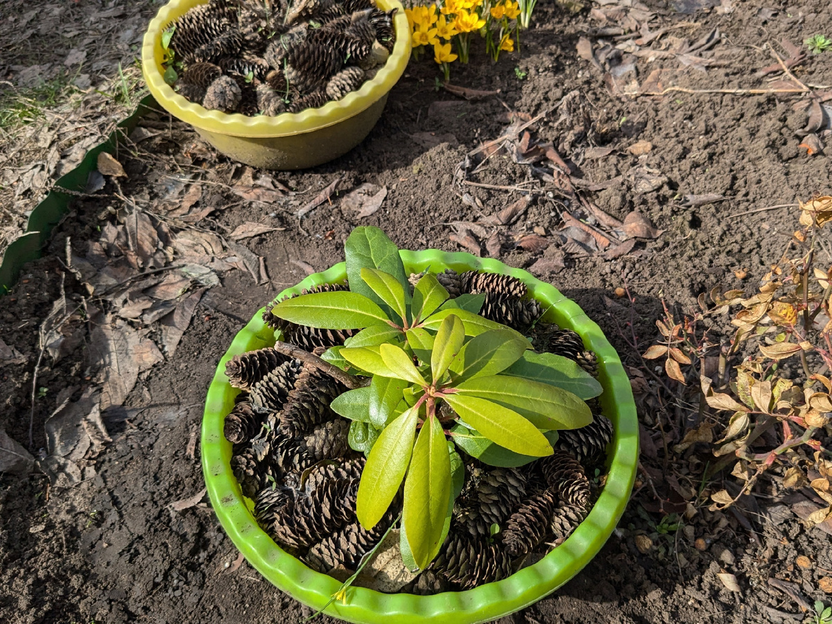 Оба рододендрона в тазах живы и даже без пятен на листьях, как бывало после зимовок в открытом грунте