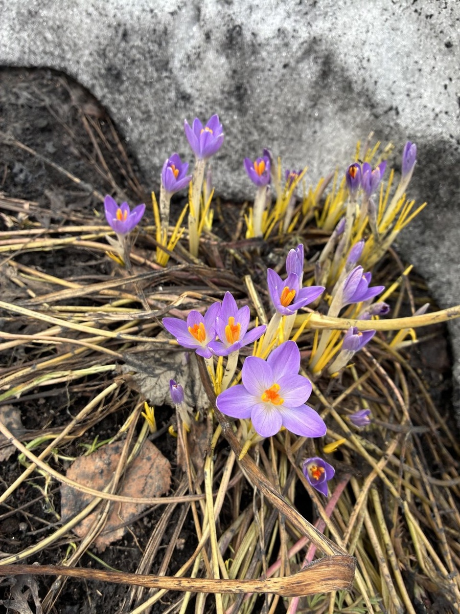 04 апреля 2025