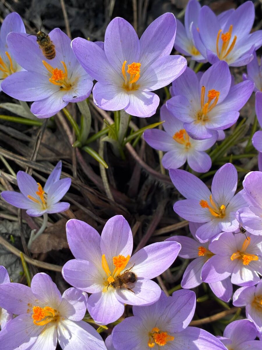 08 апреля. Сколько пчел увидели на фото?