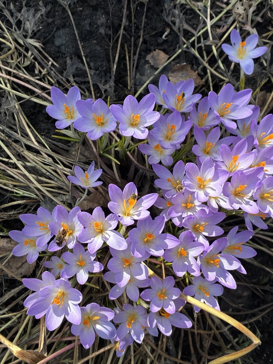 8 апреля. А тут пчелок всех заметили? Я насчитала 6.