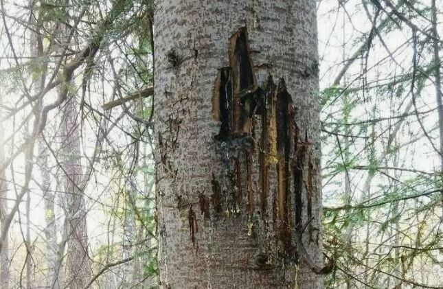 Это маленький мишка коготки чесал. А в книге - большой))