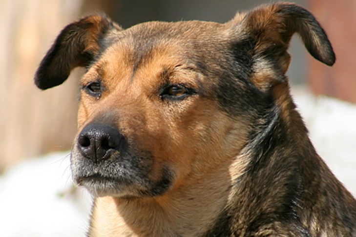    Фото из архива VN.ru