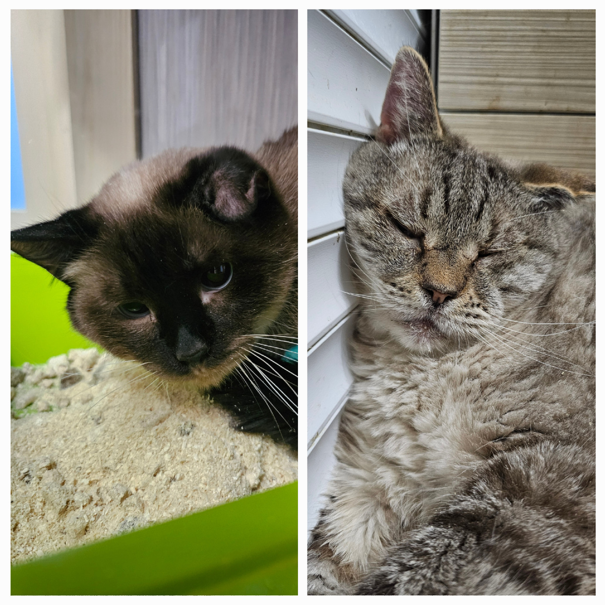 Фото автора. Ди и Мордатый дед.