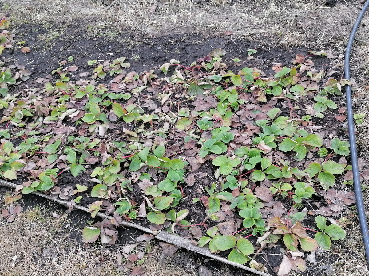 Земляника перезимовала неплохо