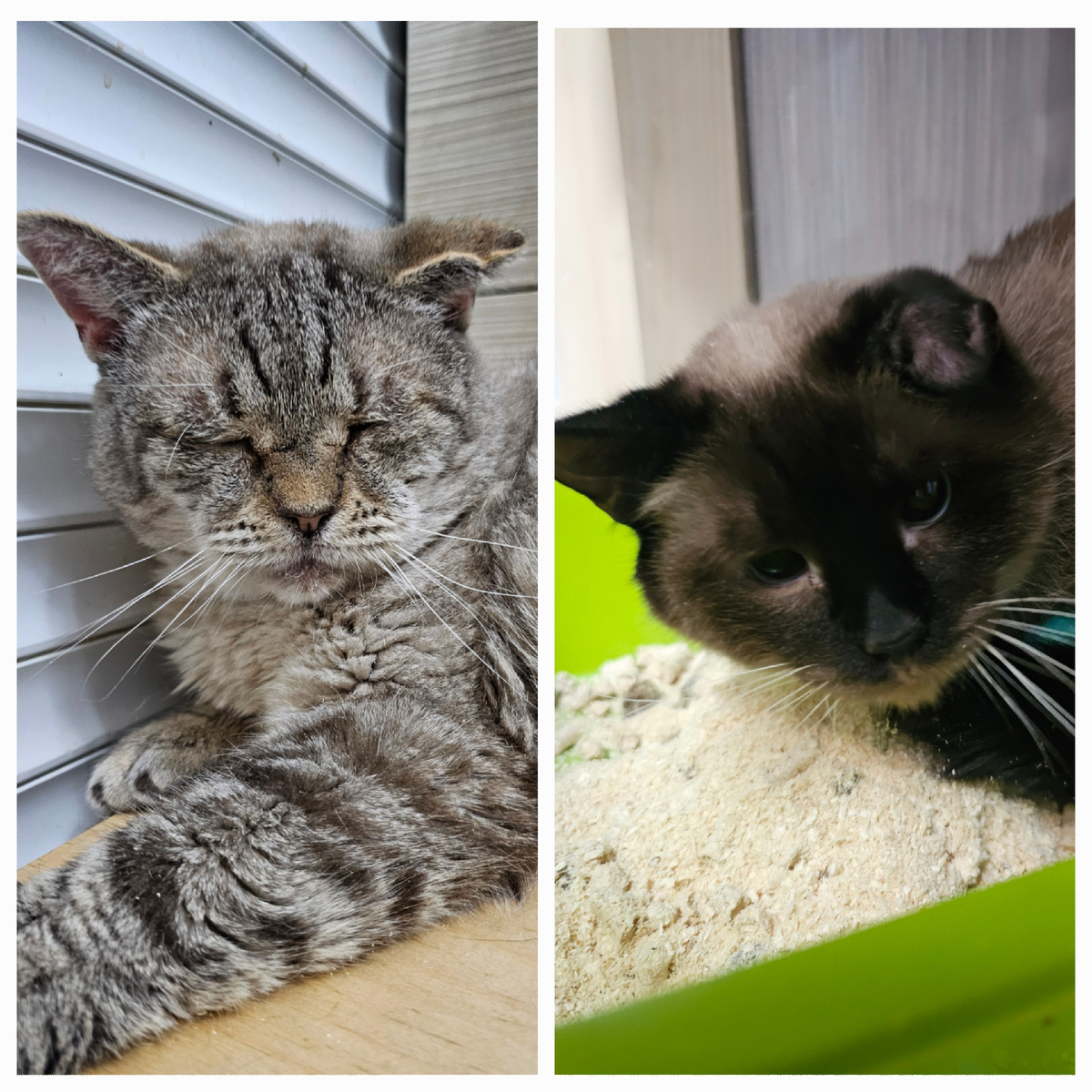 Фото автора. Мордатый дед и Ди.