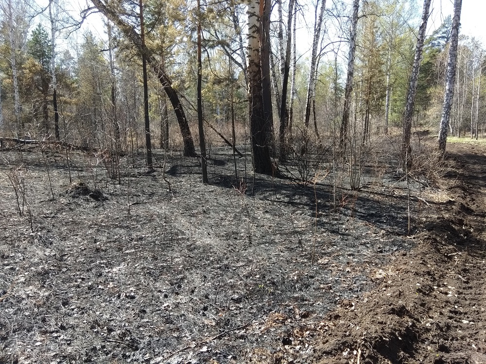    Последствие лесного пожара. Фото из архива редакции