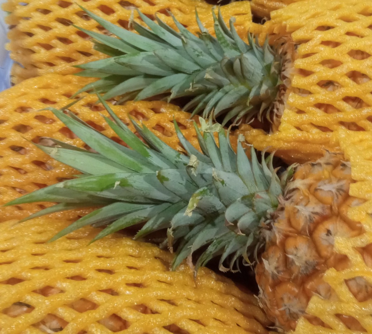     Из Китая в Красноярск ввезли почти 3 тонны зараженных манго и ананасов