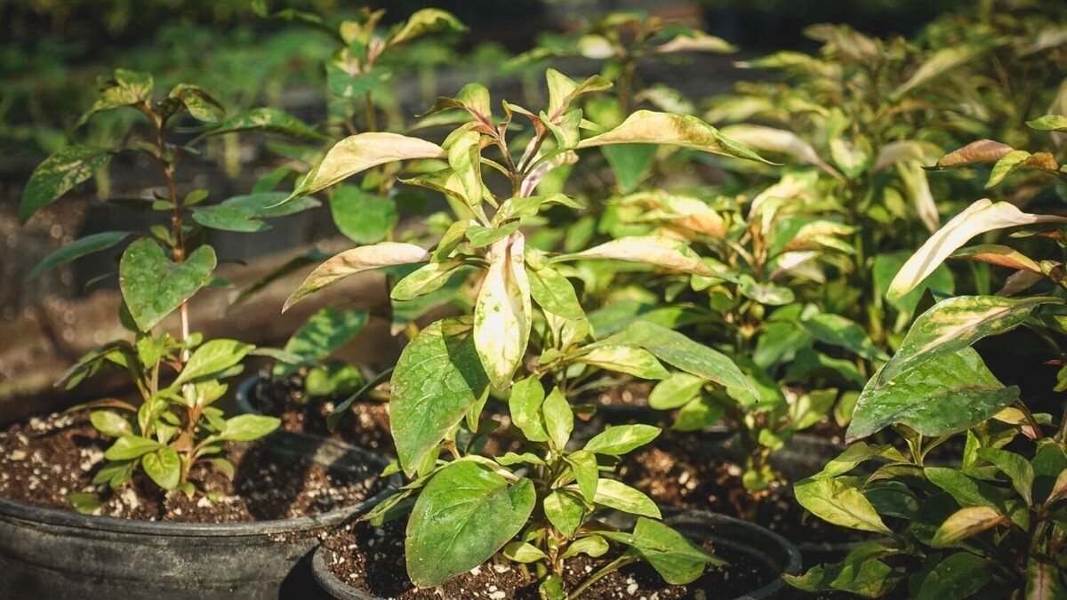     Источник: 1MI