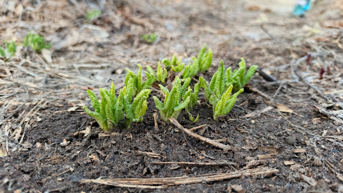 Моё фото от 5-го апреля 2025.